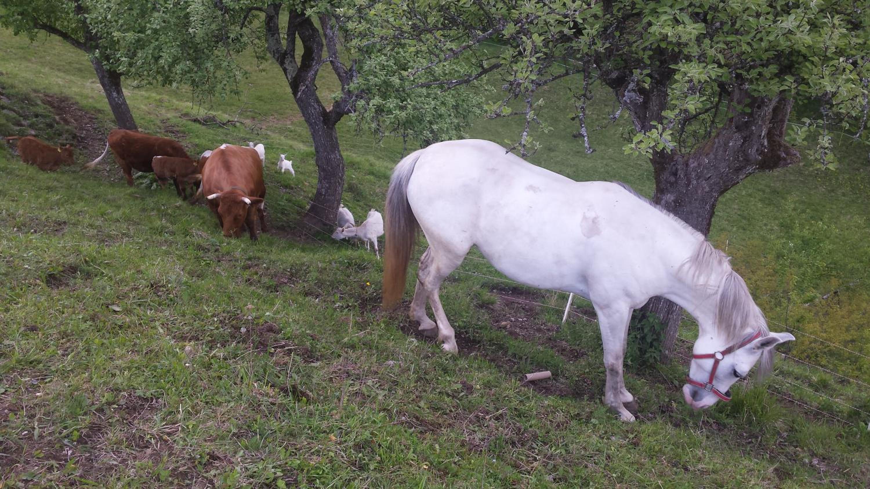 Vaznik Farm House Apartments