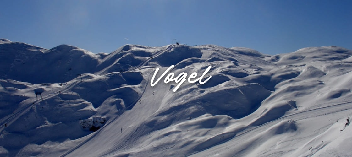 Vogel